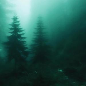 lost in the forest