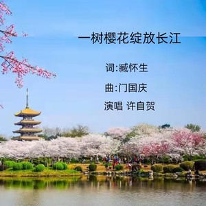 一树樱花绽放长江