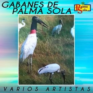 Gabanes de Palma Sola