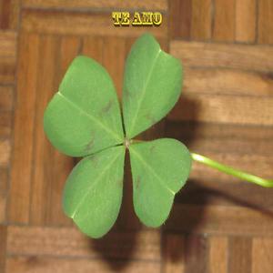 TE AMO (feat. P.Q.M & DARWIN) (Explicit)