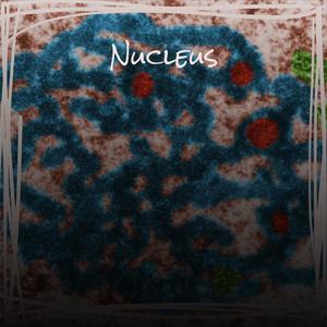 Nucleus