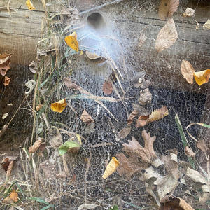 Not better (feat. Dead Rise)