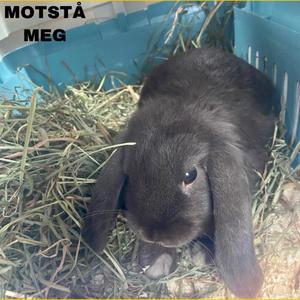 Motstå meg (Explicit)