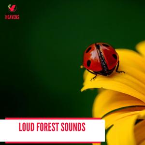 Loud Forest Sounds