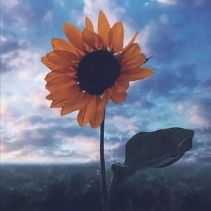 惊雷 (翻自 皮卡丘多多)