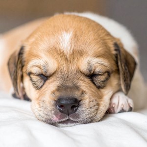 Descanso De Perros Con Música Tranquila