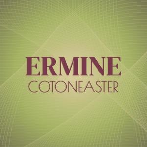 Ermine Cotoneaster