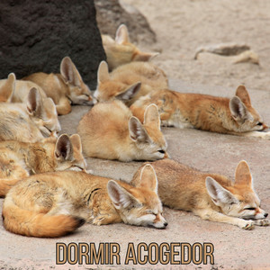 Dormir Acogedor