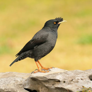 枷锁 - 鹦鹉学舌你好棒！
