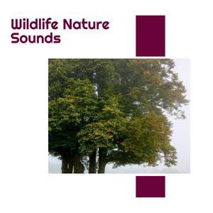 Wildlife Nature Sounds