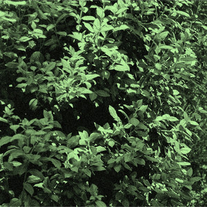 סטלות (לייב סשן)