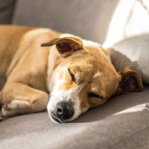 Ritmos De Siesta Para Mascotas
