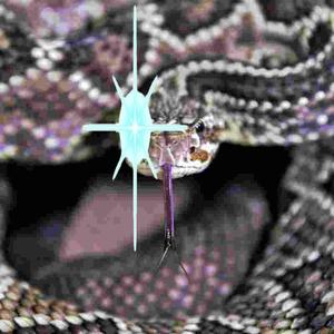 RattleSnake (feat. fearzlx!) [Explicit]