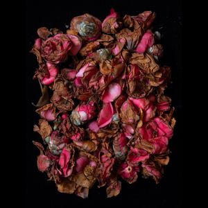 Motivos de la Rosa (Explicit)