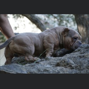 Not the lil one (feat. Dycegame) (Explicit)