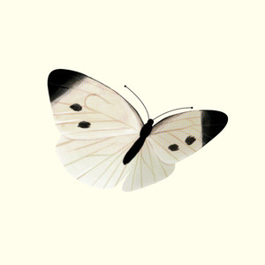 七丁目のノラ猫