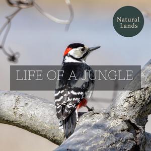 life of a jungle