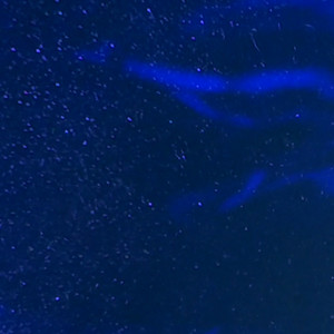 夜光虫の青い夜