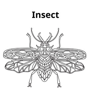 Insect