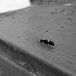 AVERAGE (feat. 807Mula) (Explicit)