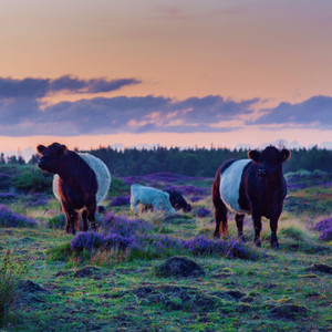 Sun(feat. Solveig Sørbø, Saleh Mahfoud, Michaela Antalová, Torgeir Koppang & Leila Matta)