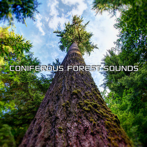 Soothing Coniferous Forest Sounds