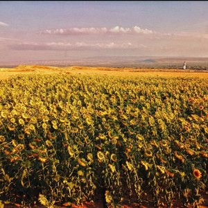 星星 - 向日葵的花语stars