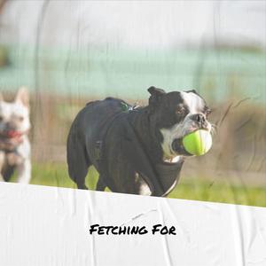 Fetching For