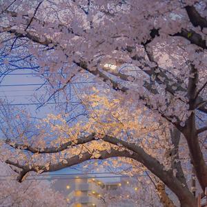 折枝混音完整版