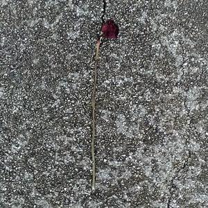 Dead Rose