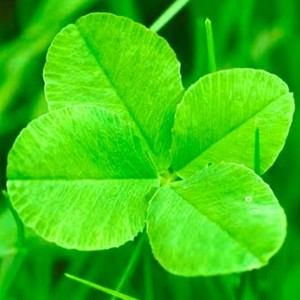 好きだから好き