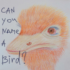 Can You Name a Bird?