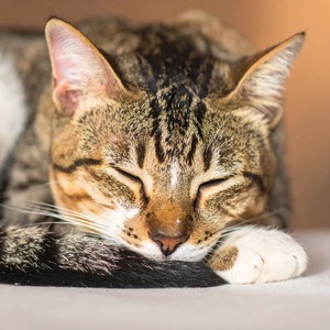 Gato dormido - Gatos Tranquilos Sueñan Con Notas De Lofi