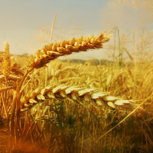 洛诗琴 - 认真的雪