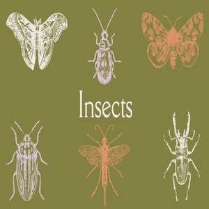 Insects