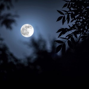 Calm Melodies for Sleep