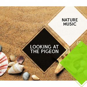 Looking at the Pigeon - Nature Music