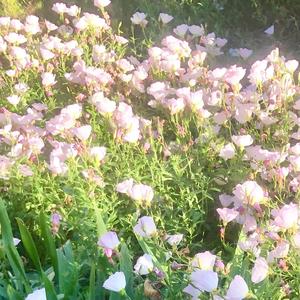 I Want Her (feat. SHVRS)