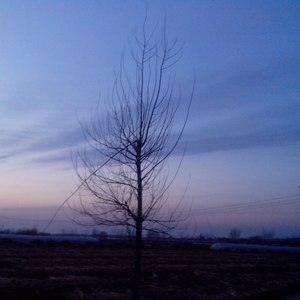 梦乡