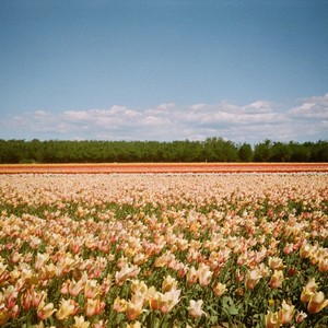 Farhad's Landing (Where Tulips Sprout)