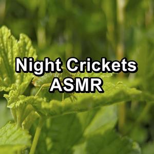 Night Crickets ASMR