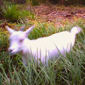 shapeshifter (feat. Blubblib)