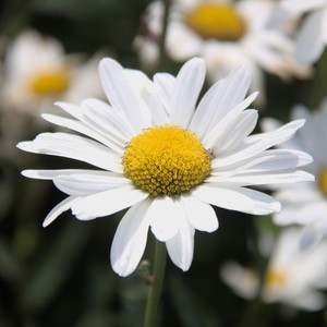 to make something new