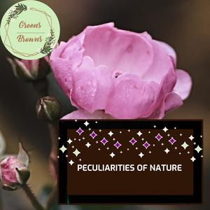 Peculiarities of Nature