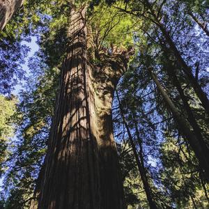 Raindrops (feat. Lacey Brown)