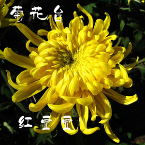 菊花台