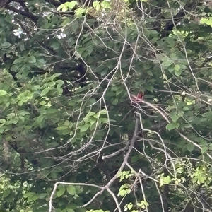 Death Chase (feat. Yxngbash & Sosgotti) (Explicit)