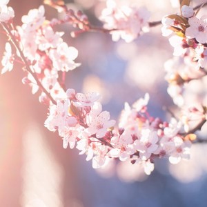 阳春三月杏花红伴奏 (伴奏)