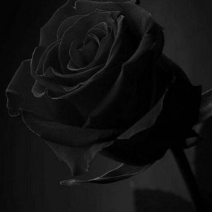 不要随便动真情