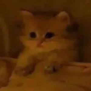 2026 Freestyle (Explicit)